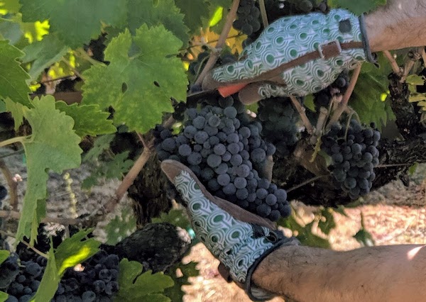 Harvesting grapes.