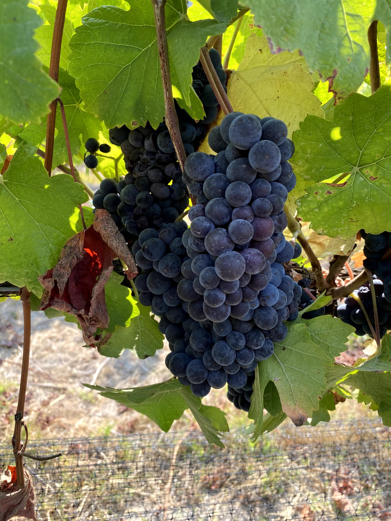 2020 Pinot grapes with ash.